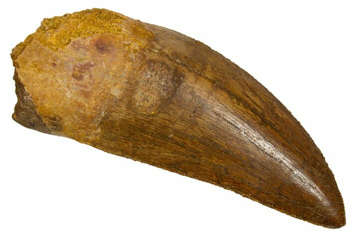 Serrated Carcharodontosaurus Tooth - Real Dinosaur Tooth #341162